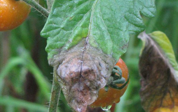 marque d'une attaque de mildiou sur des feuilles de tomates marque d'une attaque de mildiou sur des feuilles de tomates